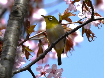 Warbling White-eye 札幌モエレ沼公園 Sat, 4/27/2024