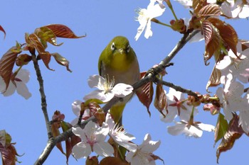 Warbling White-eye 札幌モエレ沼公園 Sat, 4/27/2024