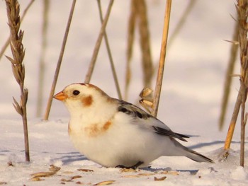 Snow Bunting 鵡川河口 Sun, 1/28/2024