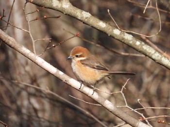 Bull-headed Shrike 深田記念公園 山梨県韮崎市 Sat, 2/24/2024