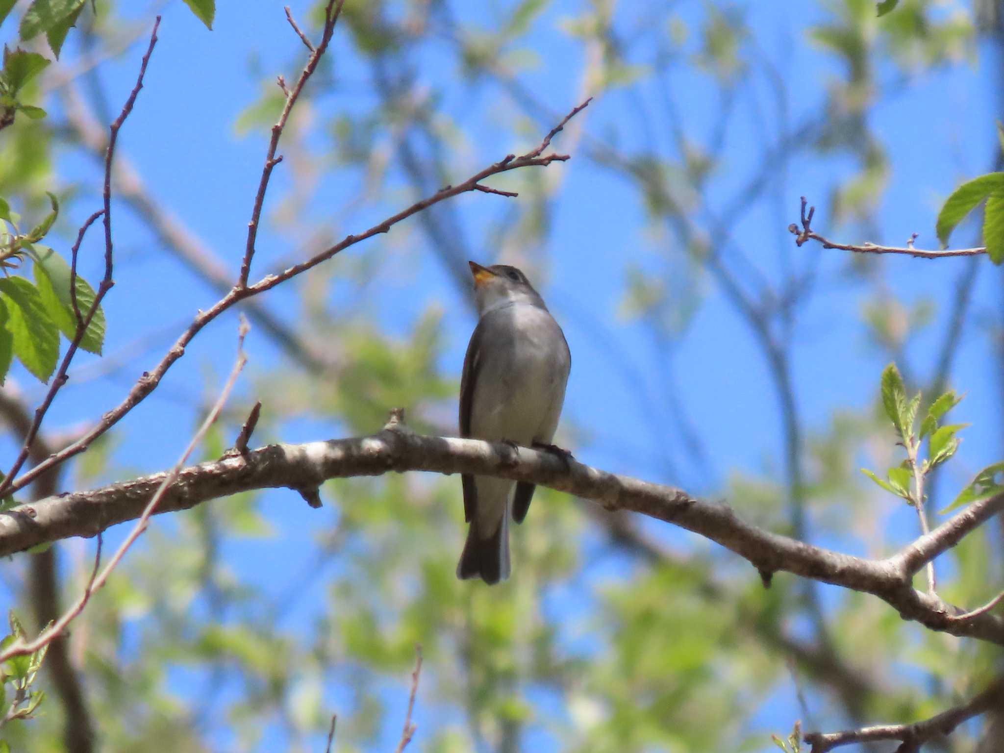 Asian Brown Flycatcher