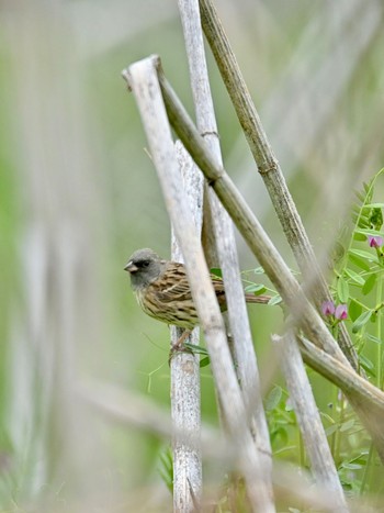 Black-faced Bunting 笛吹市 Tue, 4/23/2024