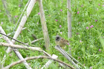 Black-faced Bunting 笛吹市 Tue, 4/23/2024