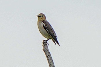 Chestnut-cheeked Starling Unknown Spots Sat, 4/27/2024