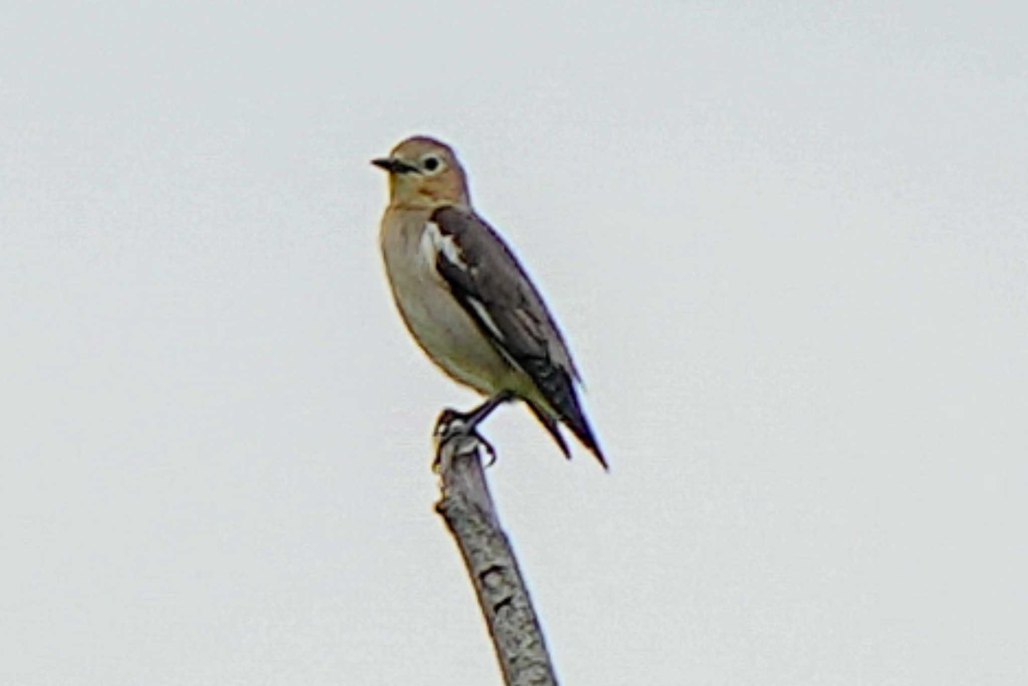 Photo of Chestnut-cheeked Starling at  by Chacoder