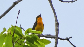 Narcissus Flycatcher 大和民俗公園 Sat, 4/27/2024