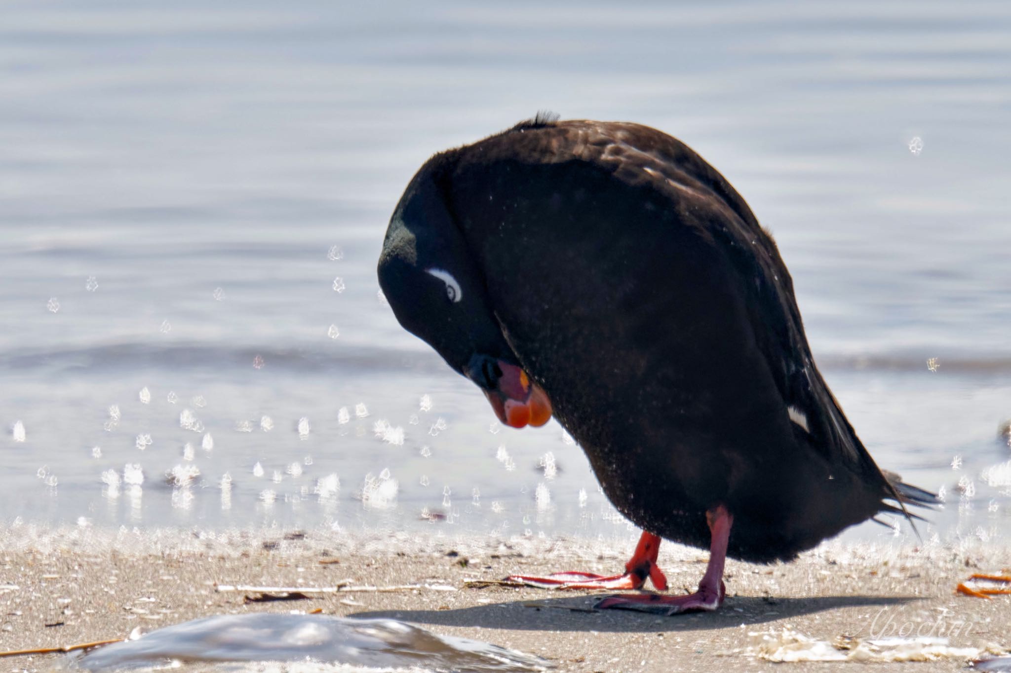 Photo of White-winged Scoter at Sambanze Tideland by アポちん