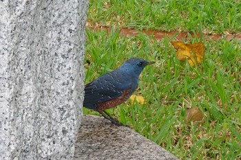 Blue Rock Thrush 大神山公園 Fri, 10/20/2023