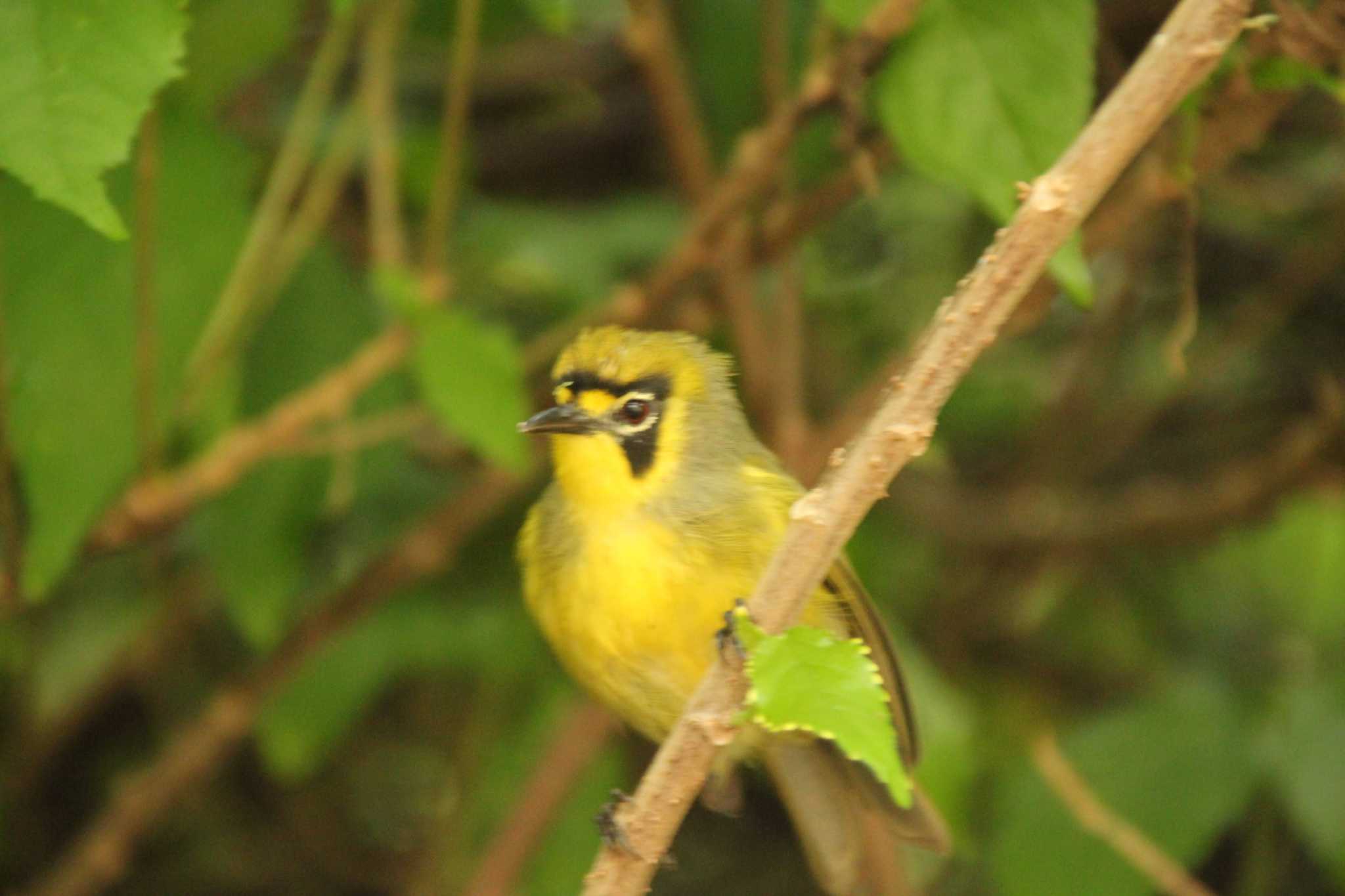 Photo of Bonin White-eye at Hahajima Island by Arata Oshio