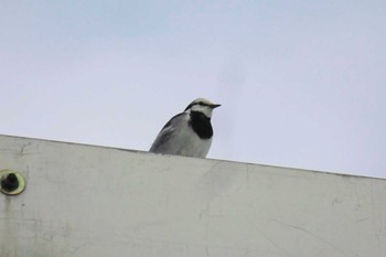 White Wagtail Kasai Rinkai Park Tue, 10/31/2023