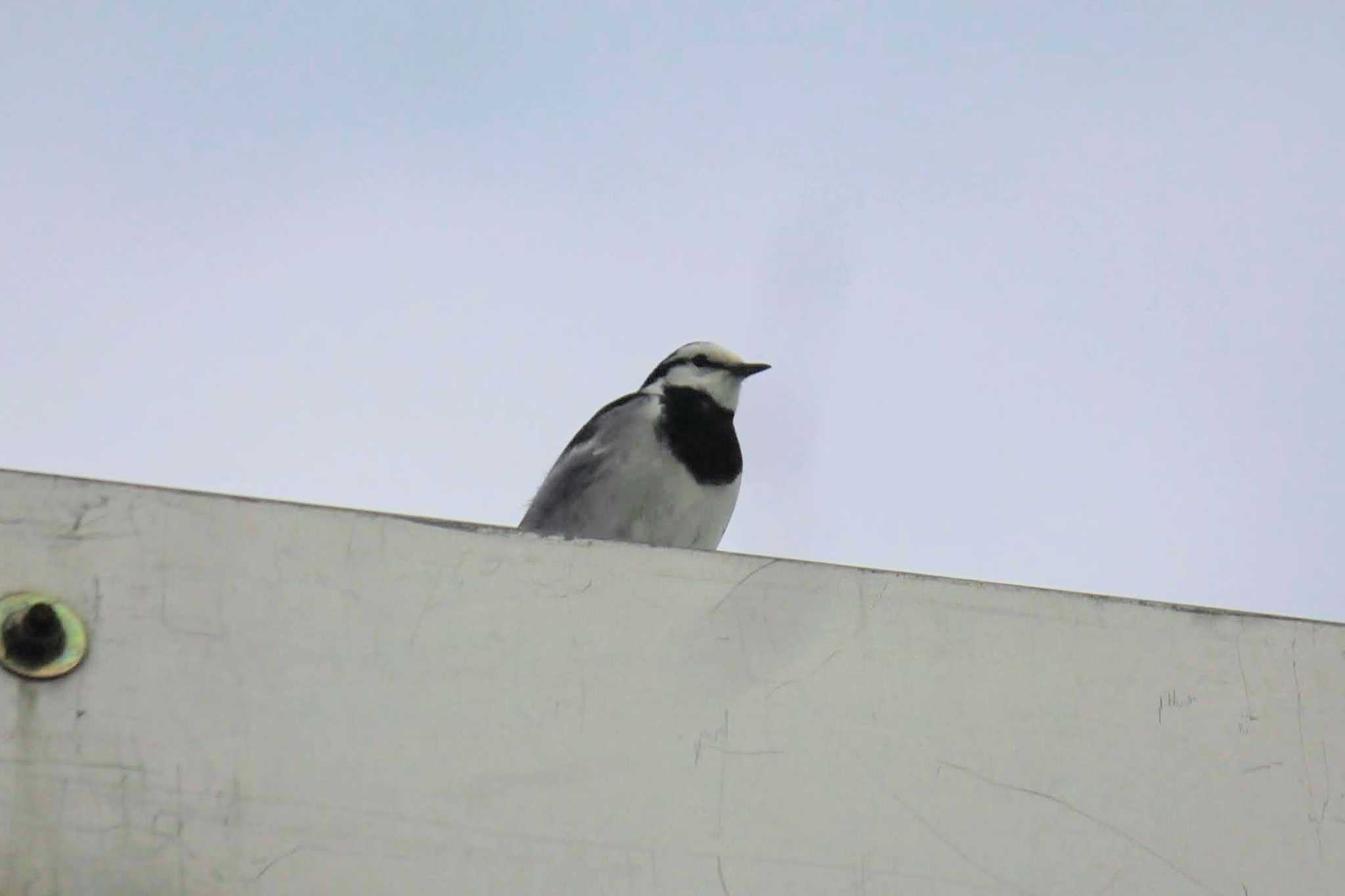 葛西臨海公園 ハクセキレイの写真