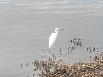 コサギ 葛西臨海公園 2023年10月31日(火)