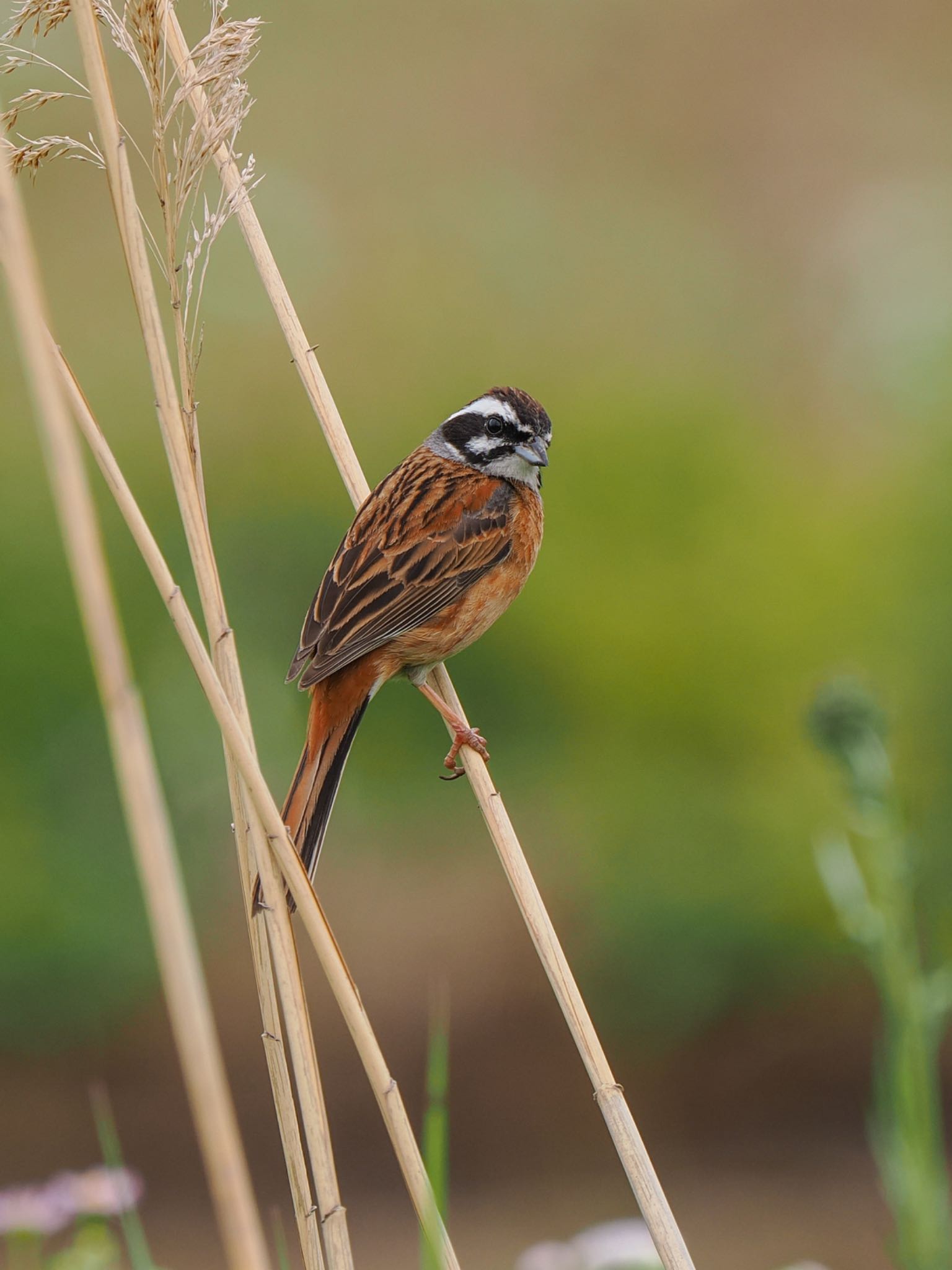 Photo of Meadow Bunting at Teganuma by daffy@お散歩探鳥＆遠征探鳥♪