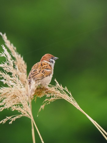 Eurasian Tree Sparrow Teganuma Sat, 4/27/2024