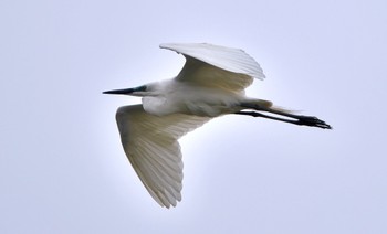 Great Egret(modesta)  原野谷川 Sat, 4/20/2024