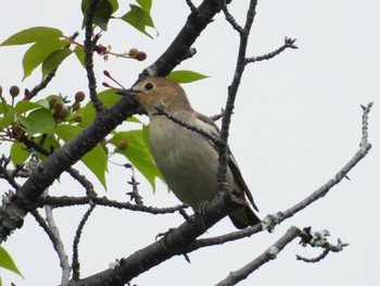 Chestnut-cheeked Starling 三重県名張市 Sat, 4/27/2024