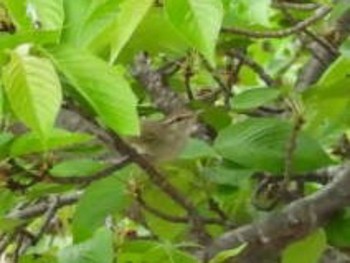 Japanese Bush Warbler 三重県名張市 Sat, 4/27/2024