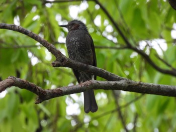 Brown-eared Bulbul 三重県名張市 Sat, 4/27/2024