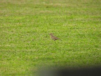 Eurasian Skylark 三重県名張市 Sat, 4/27/2024