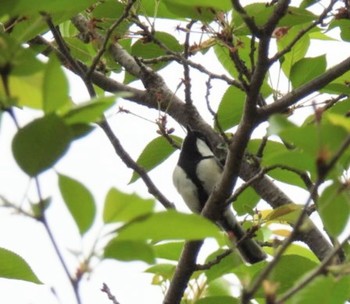 Japanese Tit 三重県名張市 Sat, 4/27/2024