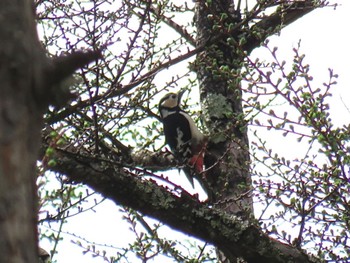 Great Spotted Woodpecker 富士山  Thu, 4/25/2024