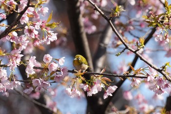 メジロ 埼玉県 2024年3月20日(水)