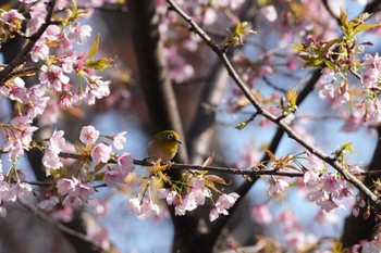 メジロ 埼玉県 2024年3月20日(水)