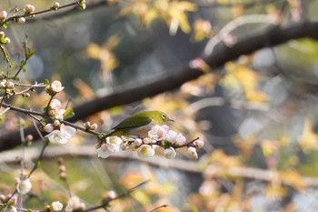 メジロ 埼玉県 2024年3月20日(水)