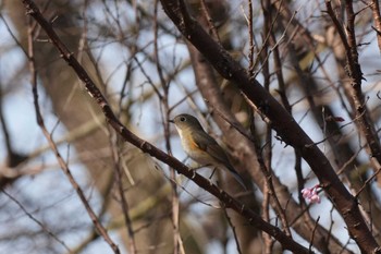 Red-flanked Bluetail 埼玉県 Wed, 3/20/2024