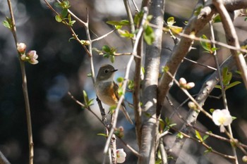 Red-flanked Bluetail 埼玉県 Wed, 3/20/2024