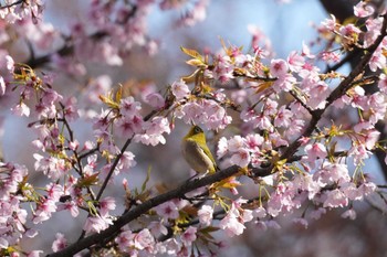 メジロ 埼玉県 2024年3月20日(水)