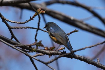 Red-flanked Bluetail 埼玉県 Wed, 3/20/2024