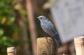 Red-flanked Bluetail 埼玉県 Wed, 3/20/2024