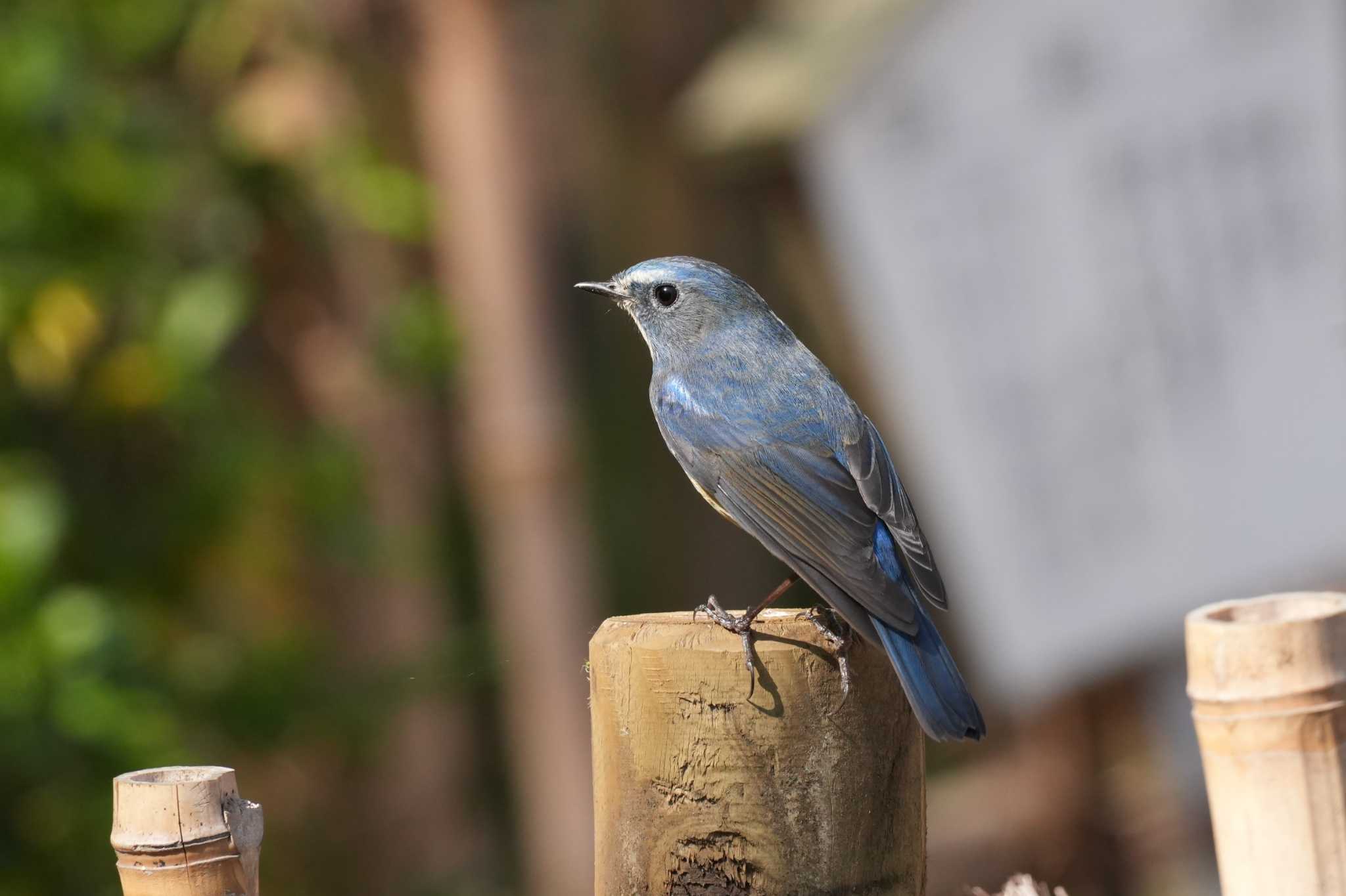 Photo of Red-flanked Bluetail at 埼玉県 by どばと