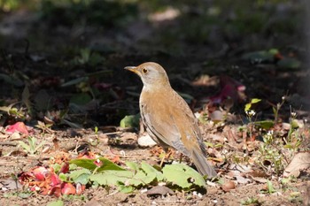 Pale Thrush 埼玉県 Fri, 3/22/2024