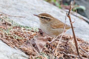 Asian Stubtail 苫小牧市;北海道 Sat, 4/27/2024