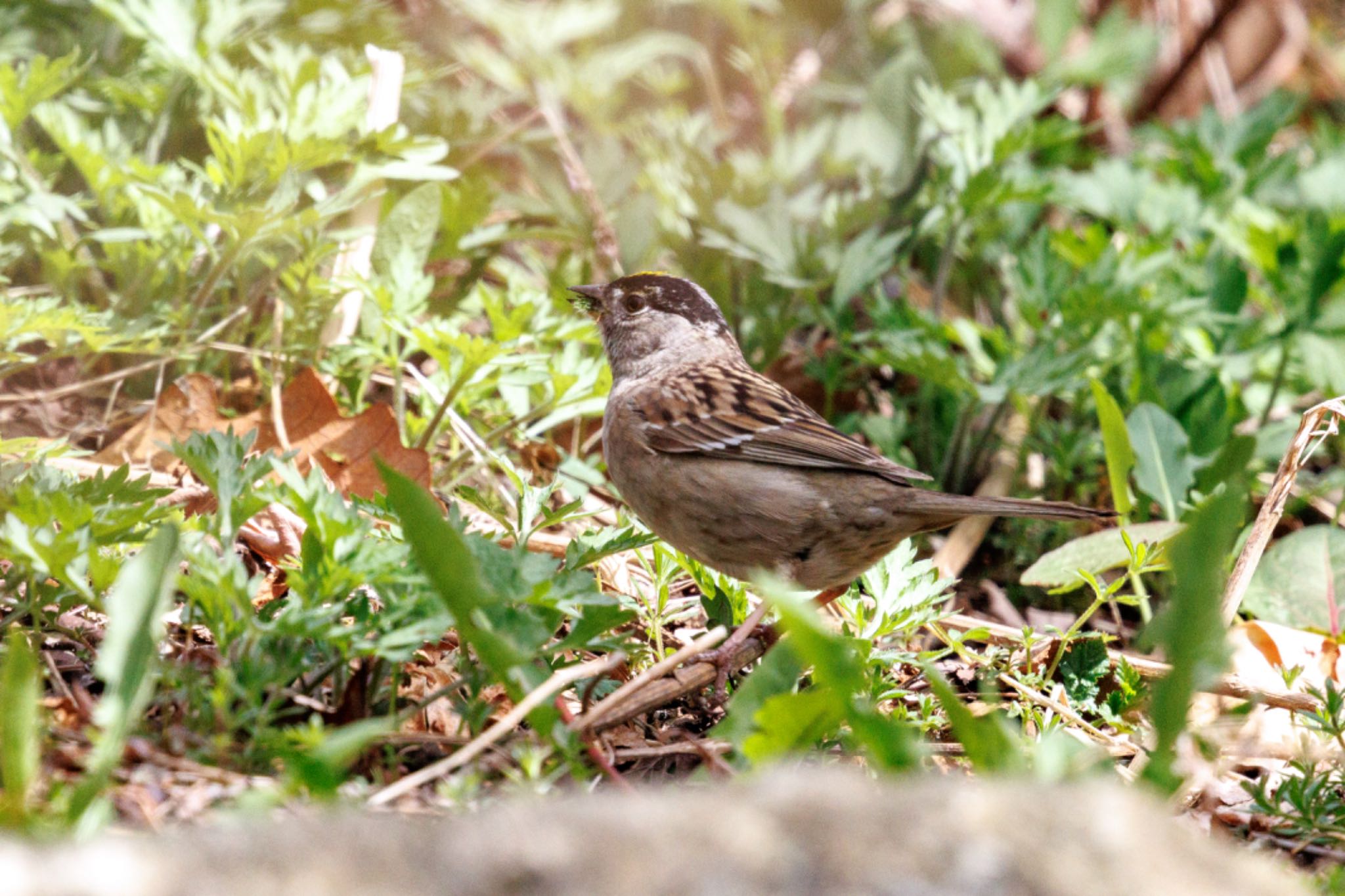 Photo of Golden-crowned Sparrow at 苫小牧市;北海道 by シマシマ38