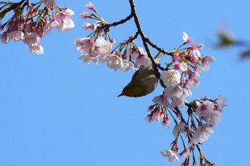 メジロ 埼玉県 2024年3月22日(金)