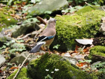 Eurasian Jay Mt. Tsukuba Thu, 4/25/2024