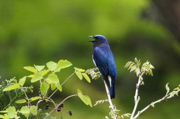 Blue-and-white Flycatcher 金沢林道 Thu, 4/25/2024