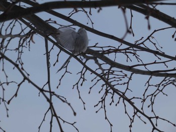 Long-tailed tit(japonicus) 札幌市北区 Mon, 2/12/2024