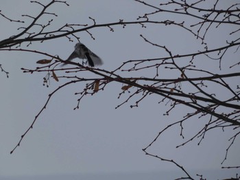 Long-tailed tit(japonicus) 札幌市北区 Mon, 2/12/2024