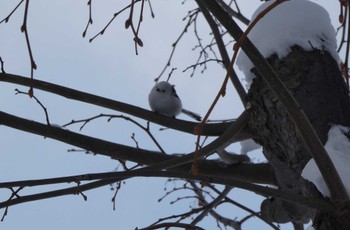 Long-tailed tit(japonicus) 札幌市北区 Mon, 2/12/2024