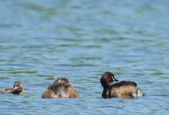 Little Grebe 小幡緑地 Thu, 4/25/2024