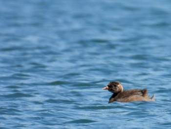 Little Grebe 小幡緑地 Thu, 4/25/2024