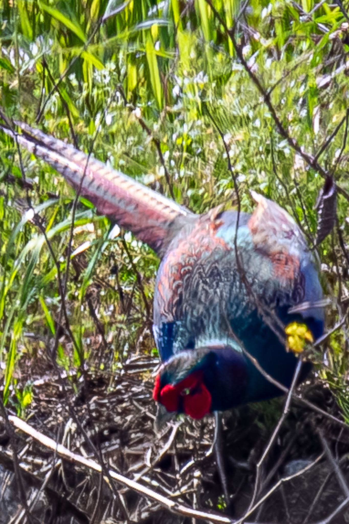 Green Pheasant