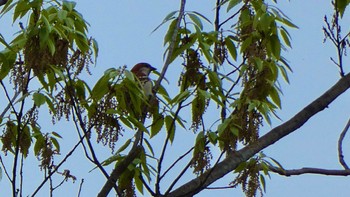 Russet Sparrow 大和民俗公園 Sat, 4/27/2024