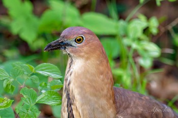 2024年4月27日(土) 都立浮間公園の野鳥観察記録