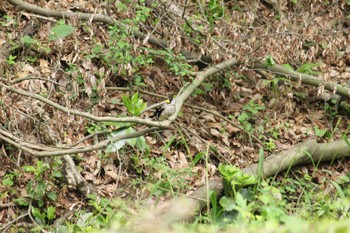 2024年4月27日(土) 小宮公園(八王子)の野鳥観察記録