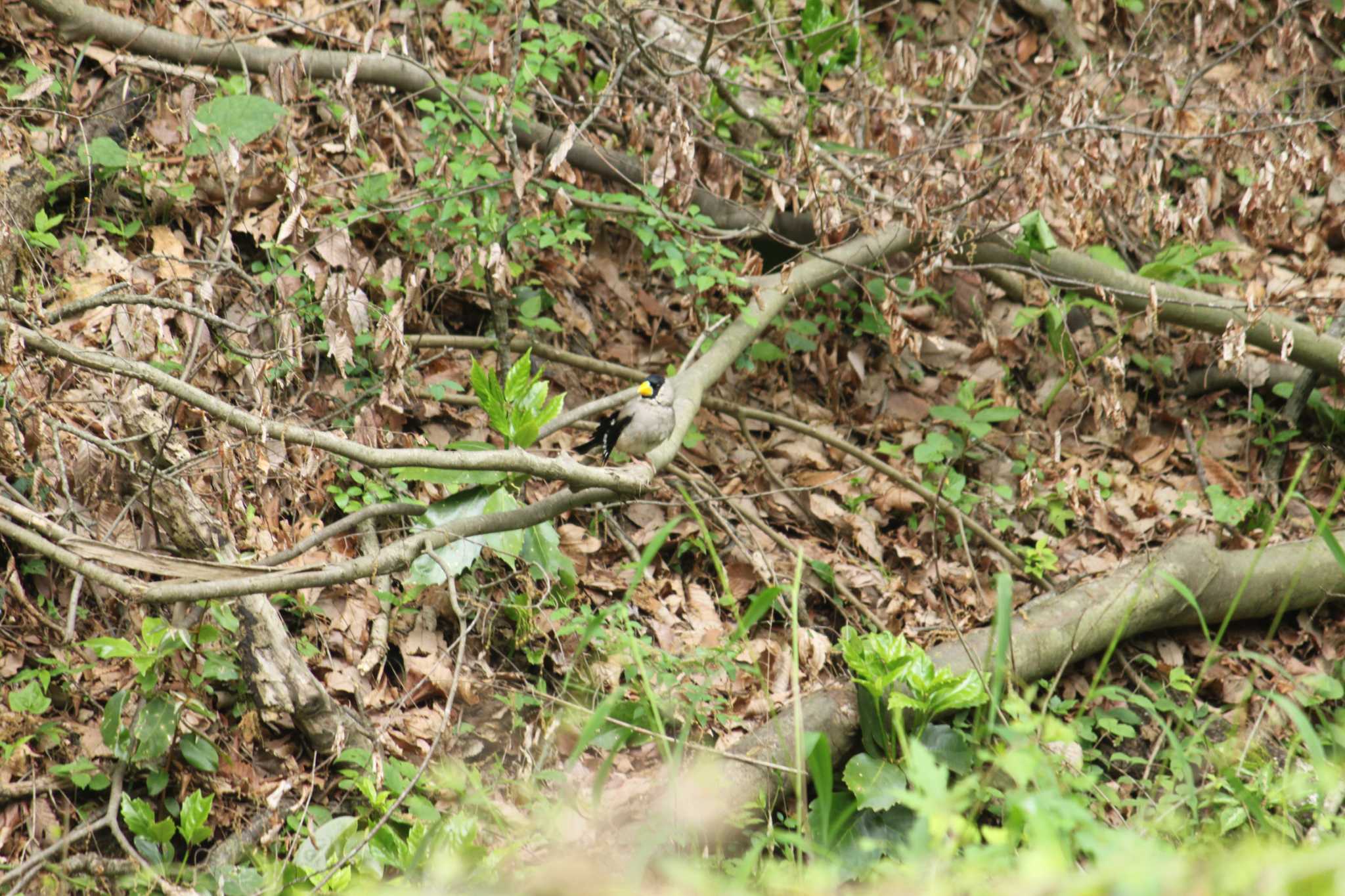 Photo of Japanese Grosbeak at Komiya Park by Kazu N